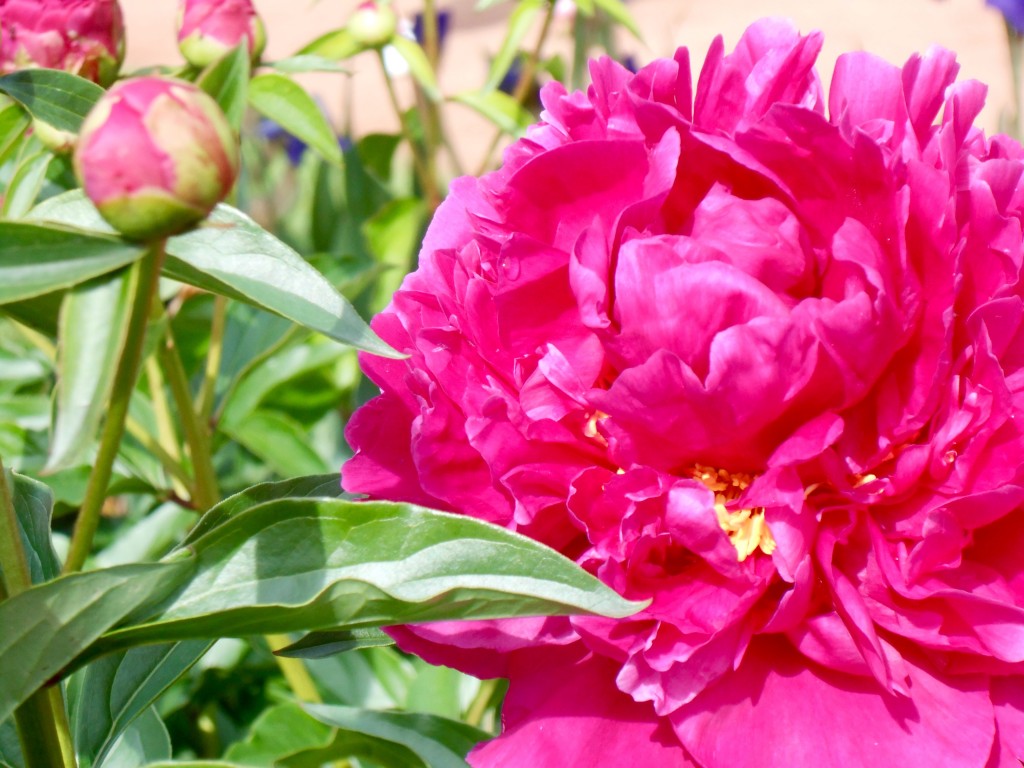 Pink Story