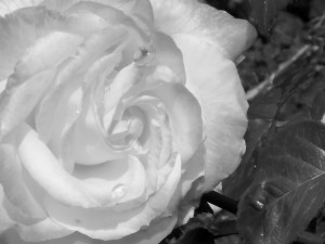 1 Picture 1 Word Rose Story White effect