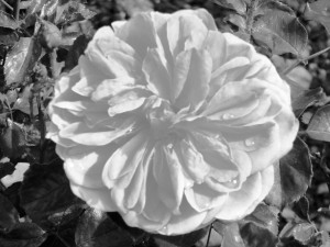 1 Picture 1 Word Rose Story White 2