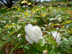 1 Picture 1 Word Rose Story White perspective
