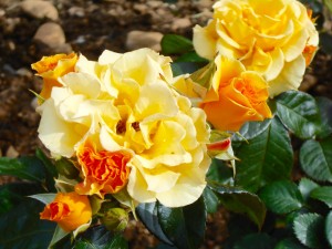 1 Picture 1 Word Rose Story Yellow