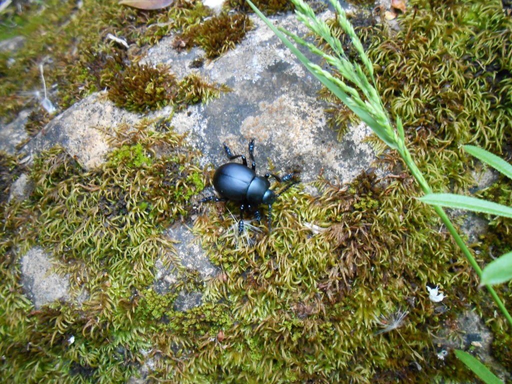 1 Picture 1 Word Scarab Destination