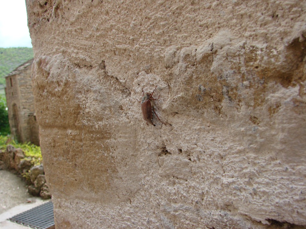 1 Picture 1 Word Scarab path