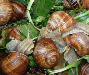 1 Picture 1 Word Snail Mix