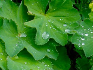 1 Picture 1 Word Water Vegetal Story