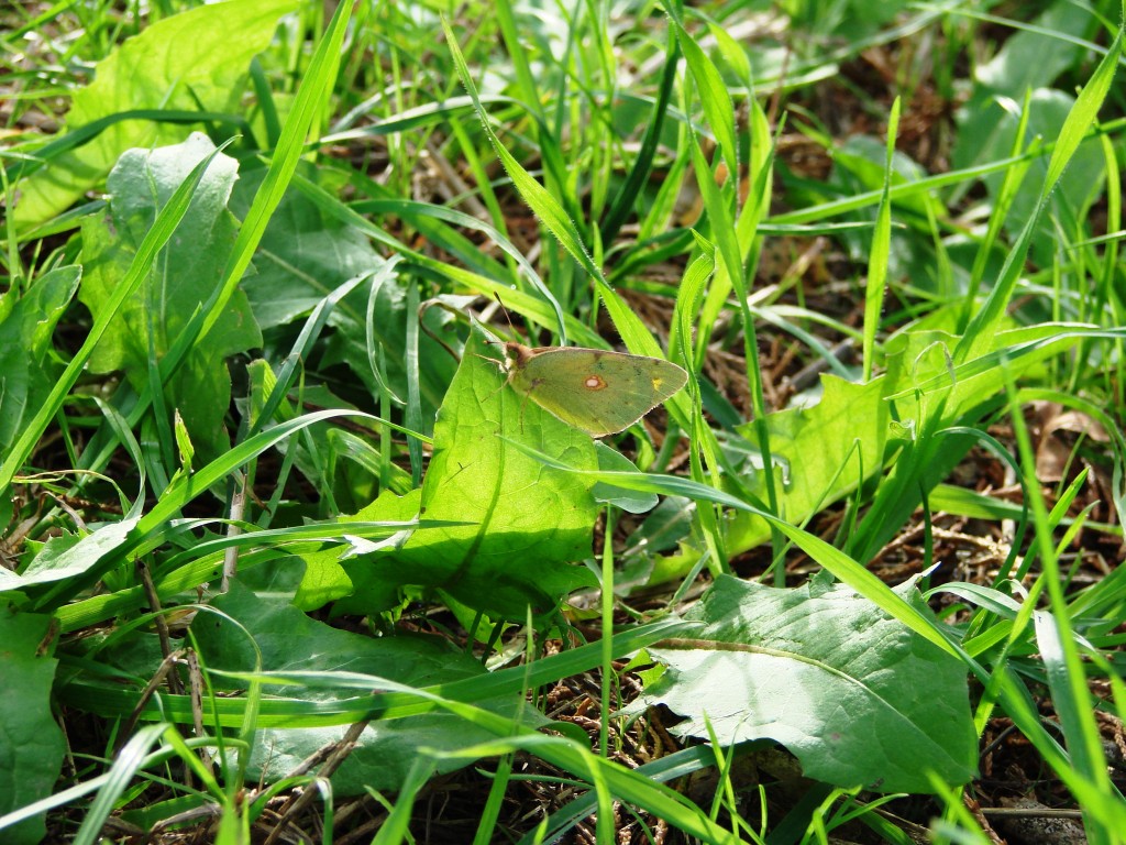 1 Pïcture 1 Word Green Butterfly