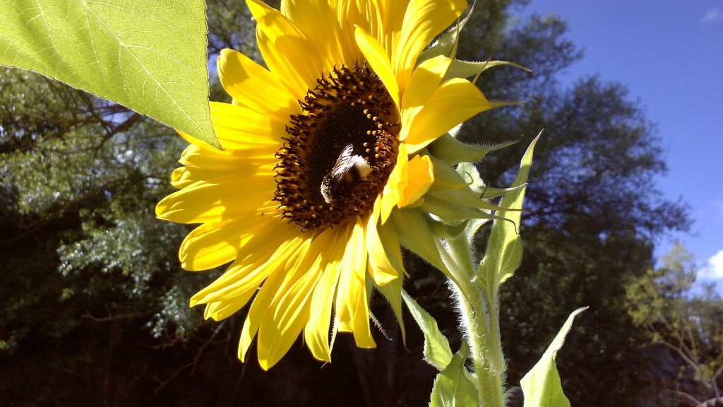Bumblebee Area