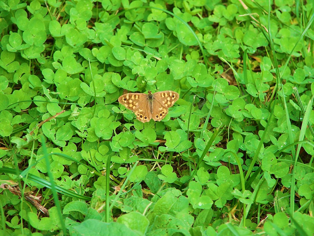 Butterfly Break