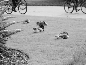 1 picture 1 word Duck Story 1