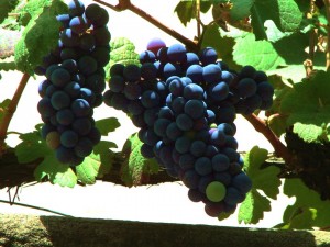 Mix grape