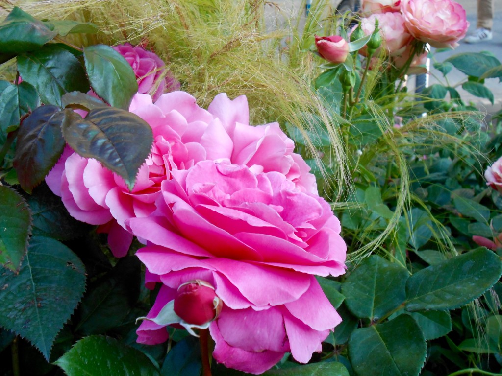 Rose4Tomorrow (10)