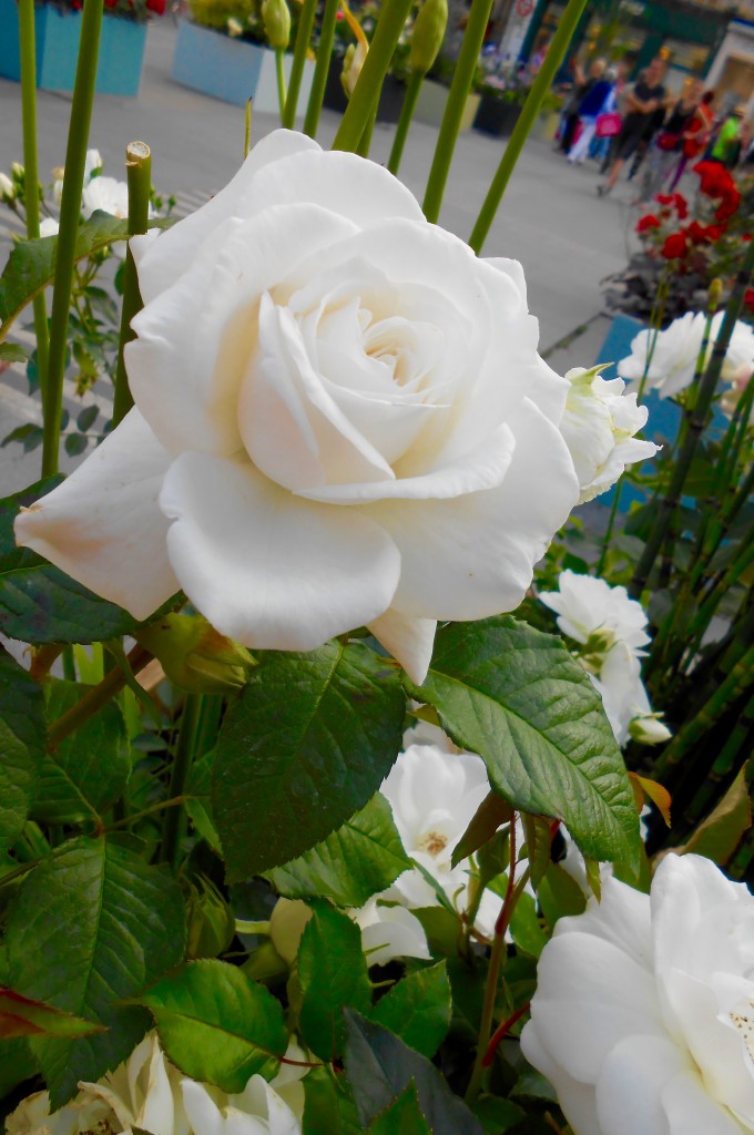 Rose4Tomorrow (11)