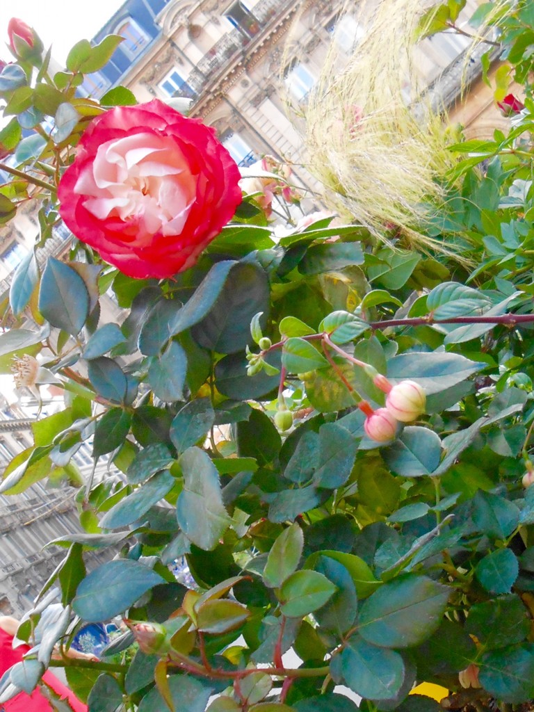 Rose4Tomorrow (12)