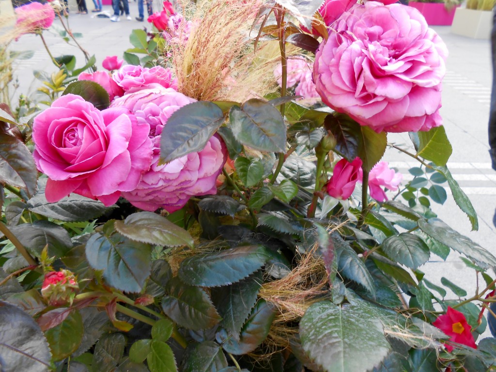 Rose4Tomorrow (13)