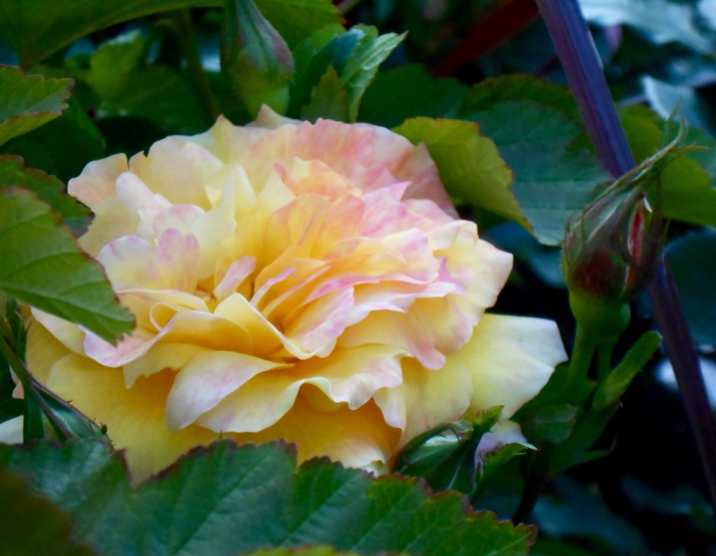 Rose4Tomorrow (14)