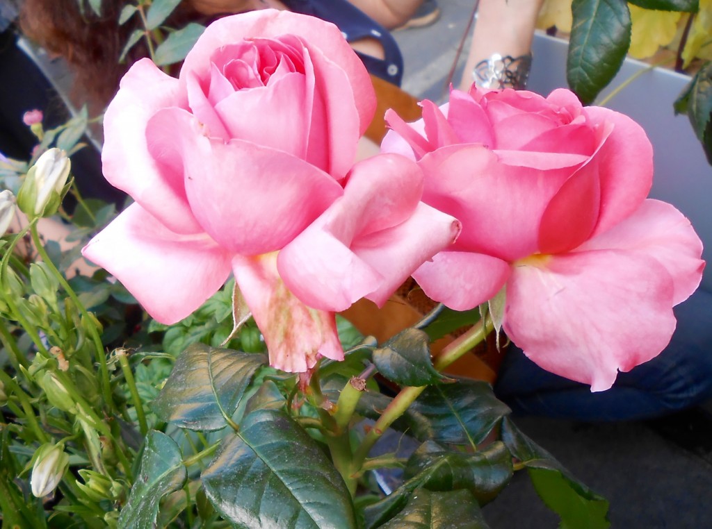 Rose4Tomorrow (2)