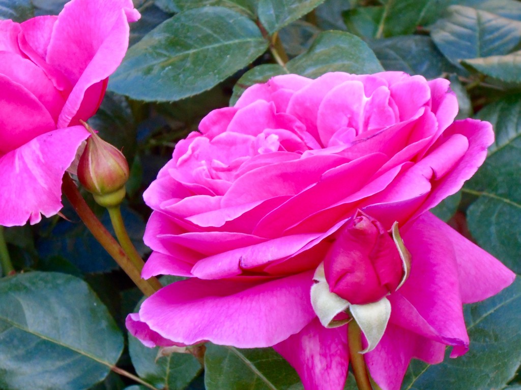 Rose4Tomorrow (3)