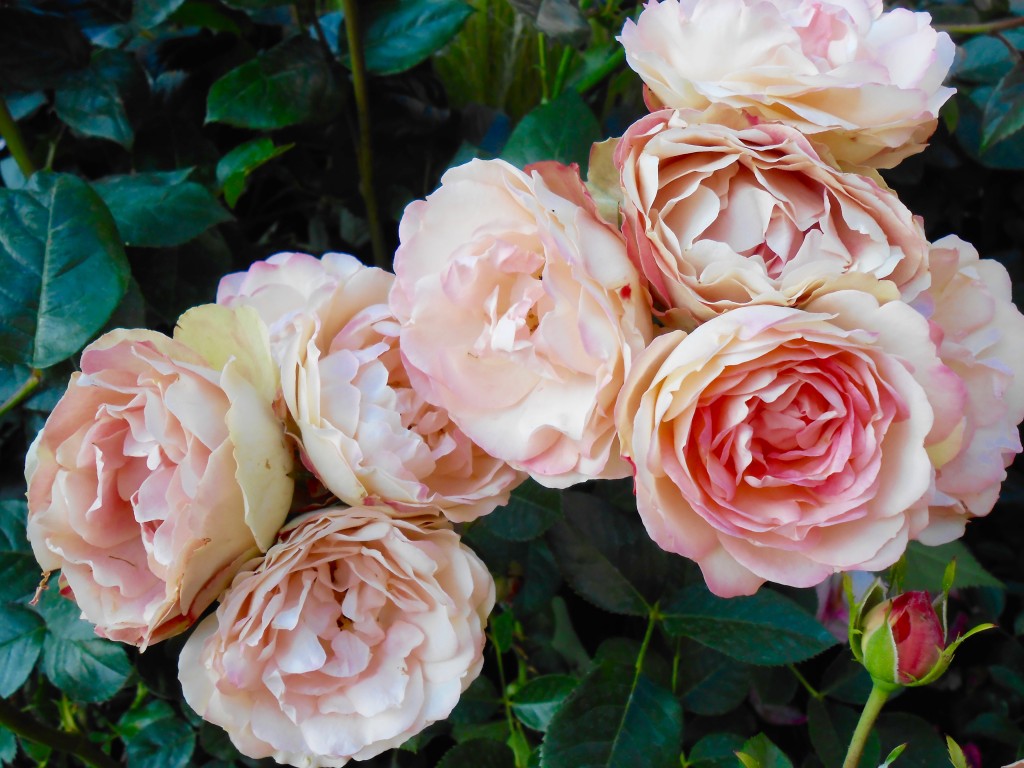 Rose4Tomorrow (4)
