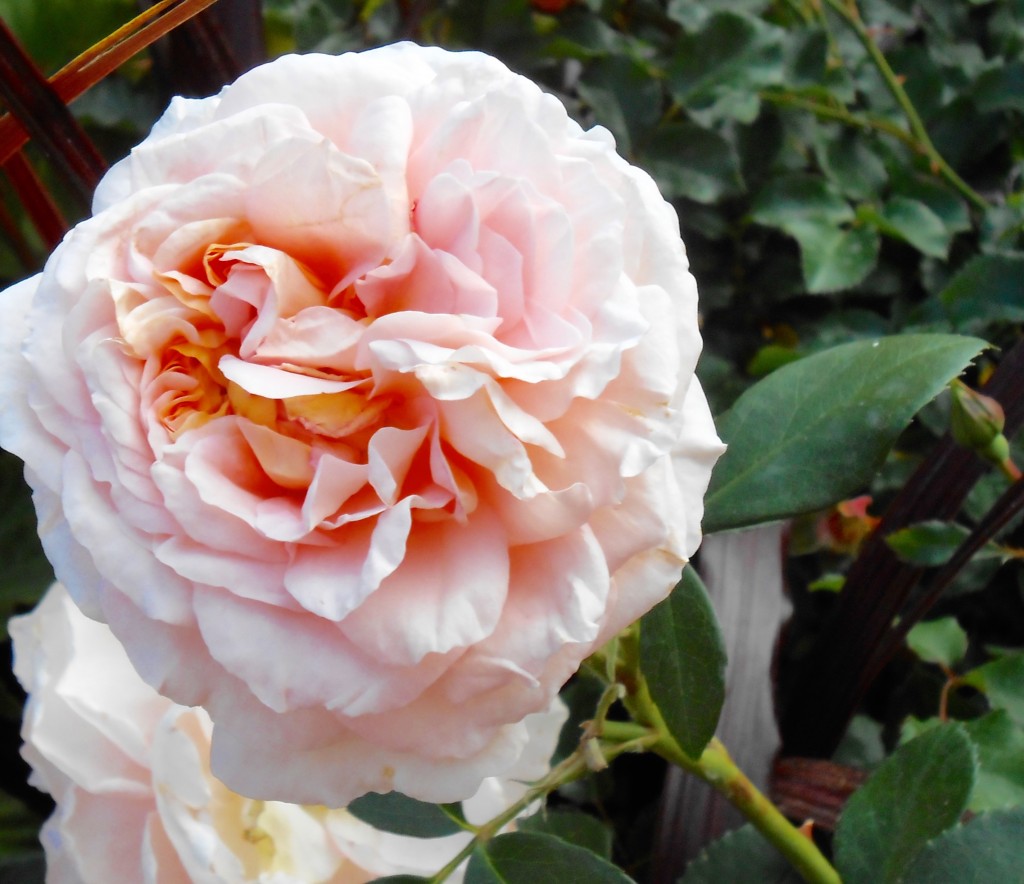 Rose4Tomorrow (7)