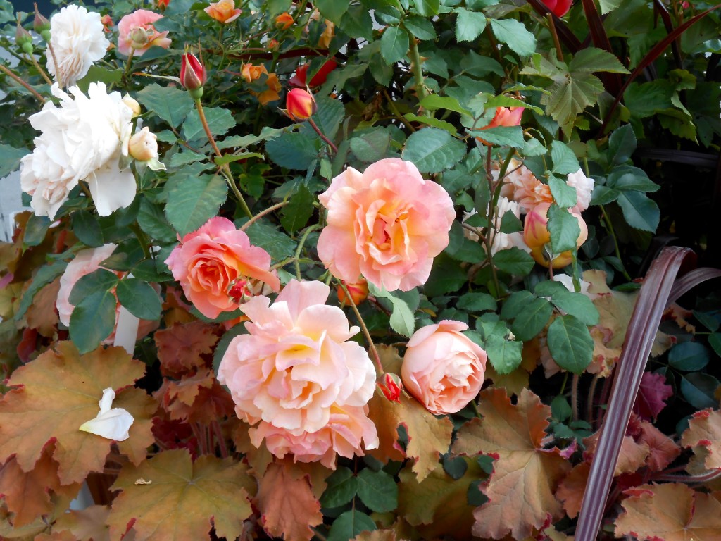 Rose4Tomorrow (8)