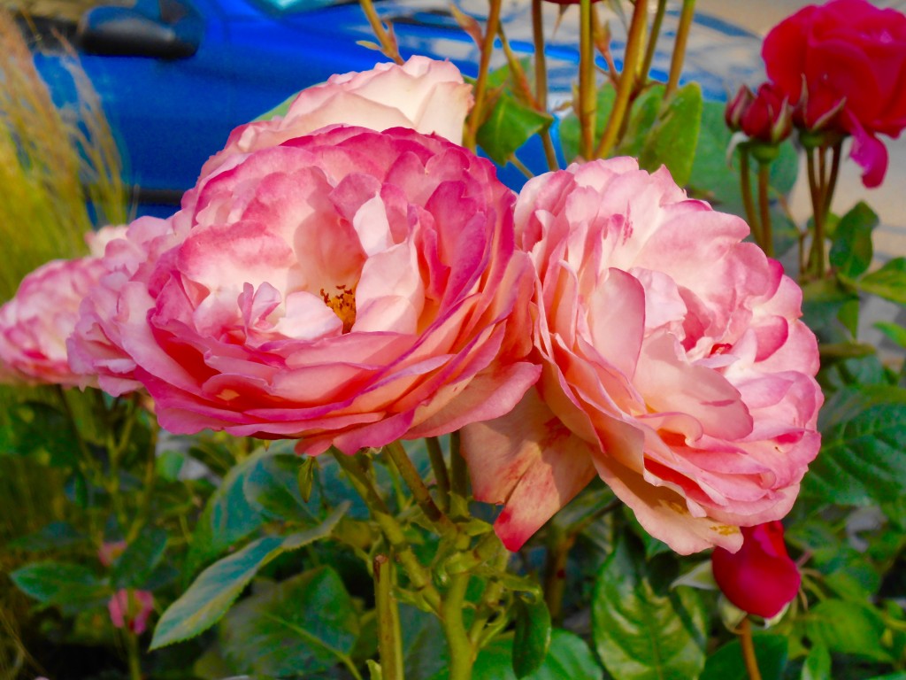 Rose4Tomorrow (9)