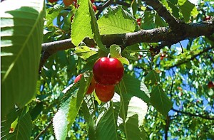 Cherry Time