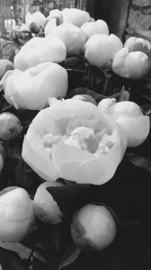 Cloud Flowers