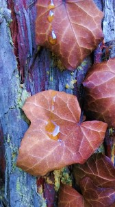 Crying Nature