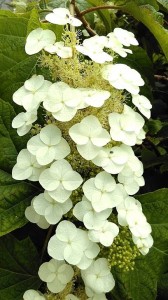 Flower tender