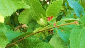 Hazelnut Temptation