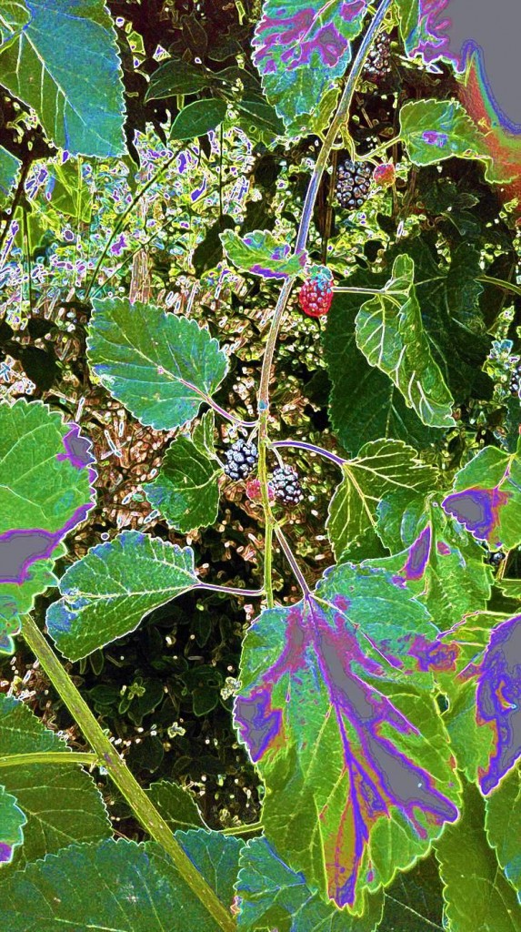 Heart Red Fruits