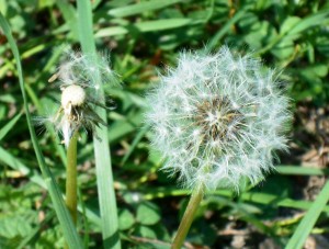 Make a Wish