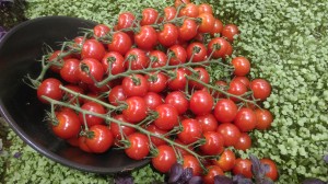 Tomatoes Cascade