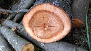 Wood Scar
