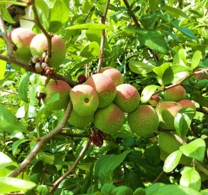 Apple Day