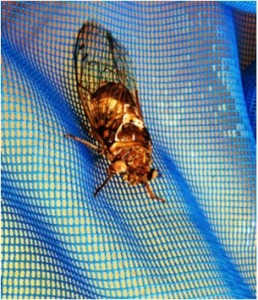 Cicada