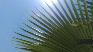 Fan-shaped Natural 1