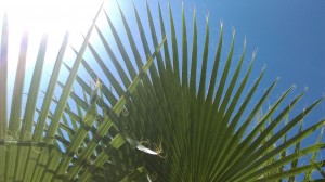 Fan-shaped Natural 2