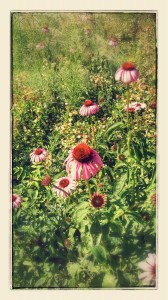 Flowers Heat Wave