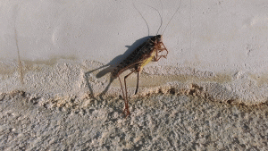 Grasshopper