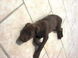 Sleeping Dog
