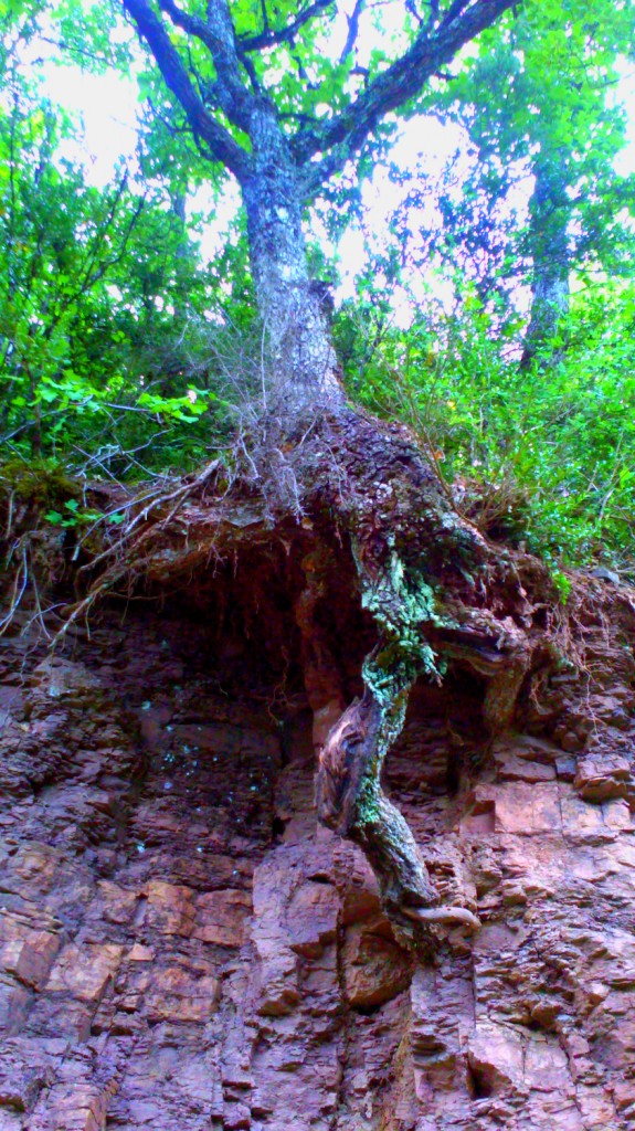 Uprooted Tree