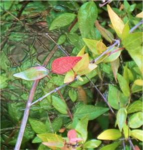 Bicolor Leaves