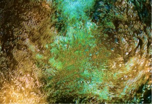 Mystic Water