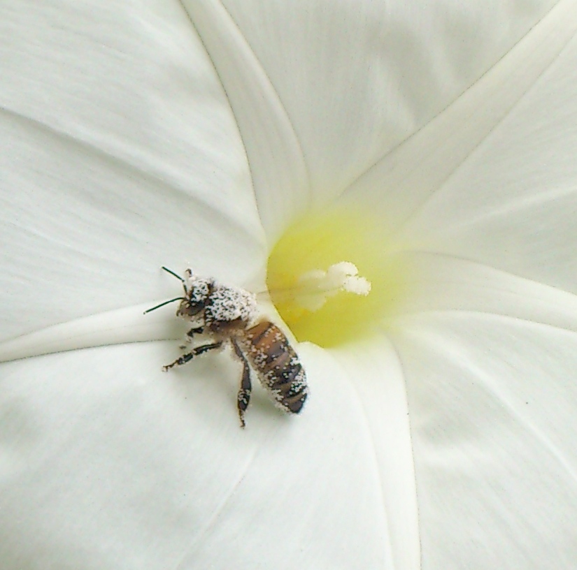 Bee Friendly
