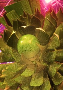 Chocolate Planet