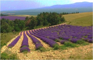 Lavender Fields