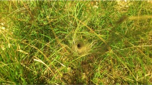 Natural Hole