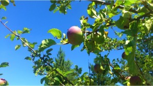 Orchard
