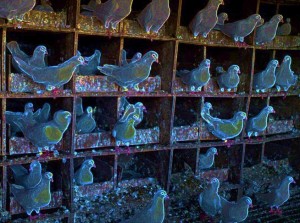 Pigeons